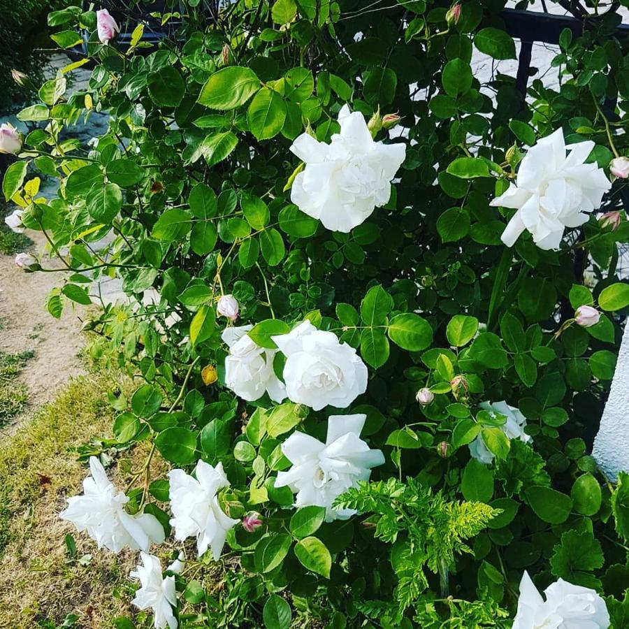 Limon Pansiyon Foça Luaran gambar